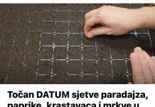 Točan DATUM sjetve paradajza, paprike, krastavaca i mrkve u 2025. godini: Vrtlari, ZAPIŠITE OVO!