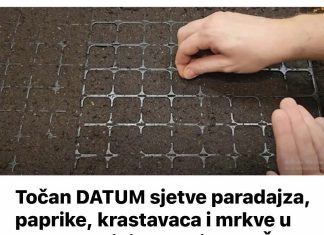 Točan DATUM sjetve paradajza, paprike, krastavaca i mrkve u 2025. godini: Vrtlari, ZAPIŠITE OVO!