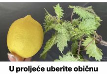 U proljeće uberite običnu koprivu i pomiješajte je s limunom: Efekat na kojem ćete biti zahvalni!