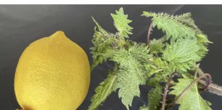 U proljeće uberite običnu koprivu i pomiješajte je s limunom: Efekat na kojem ćete biti zahvalni!
