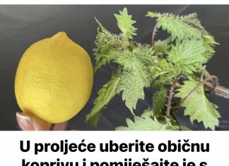 U proljeće uberite običnu koprivu i pomiješajte je s limunom: Efekat na kojem ćete biti zahvalni!