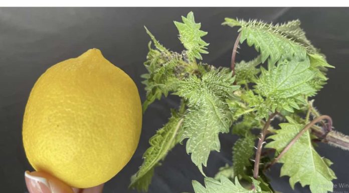 U proljeće uberite običnu koprivu i pomiješajte je s limunom: Efekat na kojem ćete biti zahvalni!