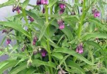 KAŽU DA JE GAVEZ ČUDO OD BILJKE: