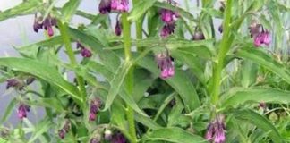 KAŽU DA JE GAVEZ ČUDO OD BILJKE: