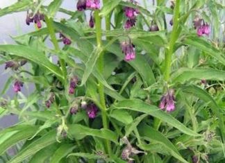 KAŽU DA JE GAVEZ ČUDO OD BILJKE: