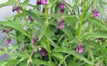 KAŽU DA JE GAVEZ ČUDO OD BILJKE: