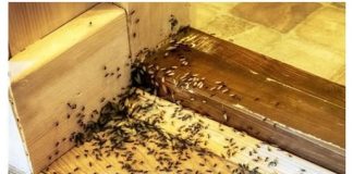 Spriječite im ulazak u dom: Mravi mrze miris ovog predmeta