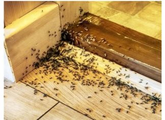 Spriječite im ulazak u dom: Mravi mrze miris ovog predmeta