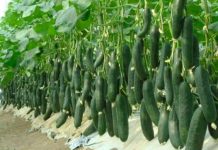 3 PUTA više prinosa krastavca ibez bolesti: Spremite se da ovu metodu pružite cijeloj porodici!