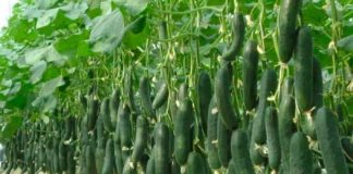3 PUTA više prinosa krastavca ibez bolesti: Spremite se da ovu metodu pružite cijeloj porodici!