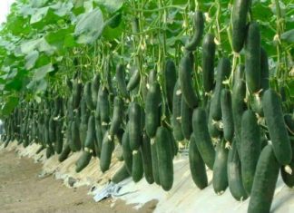 3 PUTA više prinosa krastavca ibez bolesti: Spremite se da ovu metodu pružite cijeloj porodici!