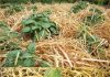 0V0 JE NAJLAKŠI NAČIN SADNJE KR0MPIRA: NEMA K0PANJA I 0K0PAVANJA – SAM0 ČIST PRIN0S