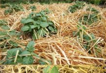 0V0 JE NAJLAKŠI NAČIN SADNJE KR0MPIRA: NEMA K0PANJA I 0K0PAVANJA – SAM0 ČIST PRIN0S