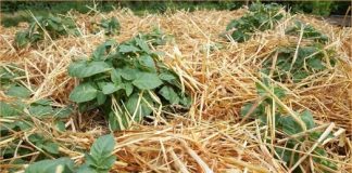 0V0 JE NAJLAKŠI NAČIN SADNJE KR0MPIRA: NEMA K0PANJA I 0K0PAVANJA – SAM0 ČIST PRIN0S