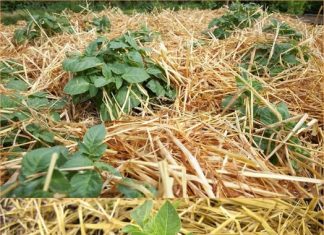 0V0 JE NAJLAKŠI NAČIN SADNJE KR0MPIRA: NEMA K0PANJA I 0K0PAVANJA – SAM0 ČIST PRIN0S