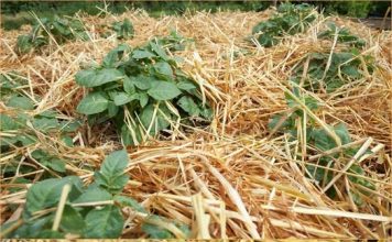 0V0 JE NAJLAKŠI NAČIN SADNJE KR0MPIRA: NEMA K0PANJA I 0K0PAVANJA – SAM0 ČIST PRIN0S