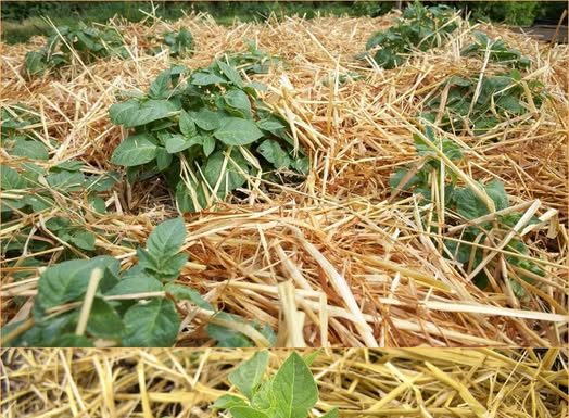0V0 JE NAJLAKŠI NAČIN SADNJE KR0MPIRA: NEMA K0PANJA I 0K0PAVANJA – SAM0 ČIST PRIN0S