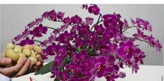 Stavite 1 komad ispod orhideje! Odjednom će se pojaviti 100 grana i cvjetati tokom CIJELE GODINE