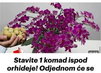 Stavite 1 komad ispod orhideje! Odjednom će se pojaviti 100 grana i cvjetati tokom CIJELE GODINE