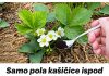 Samo pola kašičice ispod JAGODA tokom cvjetanja: Plodovi sukrupni i slatki!