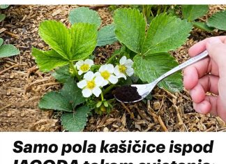 Samo pola kašičice ispod JAGODA tokom cvjetanja: Plodovi sukrupni i slatki!