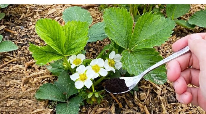 Samo pola kašičice ispod JAGODA tokom cvjetanja: Plodovi sukrupni i slatki!