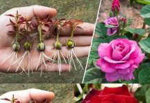 NOVA metoda razmnožavanja ruža iz pupoljaka, koju gotovo NIKO ne zna: EVO rezultata za 20 dana!