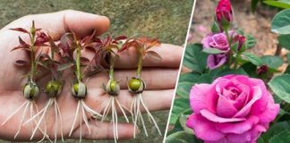 NOVA metoda razmnožavanja ruža iz pupoljaka, koju gotovo NIKO ne zna: EVO rezultata za 20 dana!