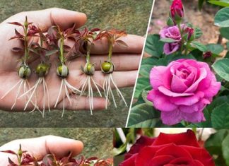 NOVA metoda razmnožavanja ruža iz pupoljaka, koju gotovo NIKO ne zna: EVO rezultata za 20 dana!