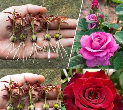 NOVA metoda razmnožavanja ruža iz pupoljaka, koju gotovo NIKO ne zna: EVO rezultata za 20 dana!