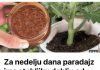 Za nedelju dana paradajz ima stabljiku deblju od malog prsta! Zalijevam ga OVOM smjesom..