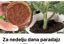 Za nedelju dana paradajz ima stabljiku deblju od malog prsta! Zalijevam ga OVOM smjesom..