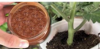 Za nedelju dana paradajz ima stabljiku deblju od malog prsta! Zalijevam ga OVOM smjesom..