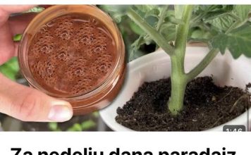 Za nedelju dana paradajz ima stabljiku deblju od malog prsta! Zalijevam ga OVOM smjesom..