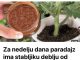 Za nedelju dana paradajz ima stabljiku deblju od malog prsta! Zalijevam ga OVOM smjesom..
