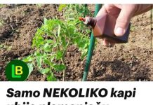Samo NEKOLIKO kapi ubija plamenjaču paradajza: Više cvjeta, plodovi brže sazrijevaju