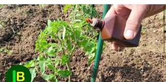 Samo NEKOLIKO kapi ubija plamenjaču paradajza: Više cvjeta, plodovi brže sazrijevaju