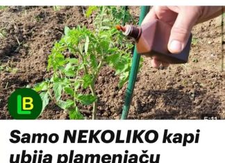 Samo NEKOLIKO kapi ubija plamenjaču paradajza: Više cvjeta, plodovi brže sazrijevaju