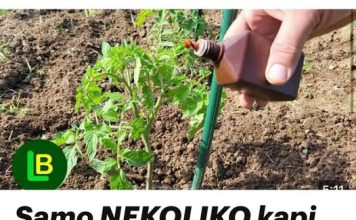 Samo NEKOLIKO kapi ubija plamenjaču paradajza: Više cvjeta, plodovi brže sazrijevaju