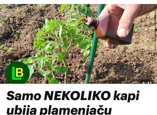 Samo NEKOLIKO kapi ubija plamenjaču paradajza: Više cvjeta, plodovi brže sazrijevaju