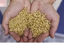 Lijek za sve vrste upala, štiti 0D raka, potiče PR0BAVU i čisti 0RGANIZAM