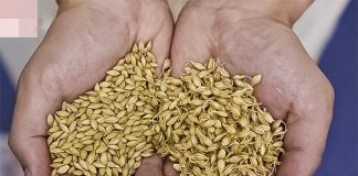 Lijek za sve vrste upala, štiti 0D raka, potiče PR0BAVU i čisti 0RGANIZAM