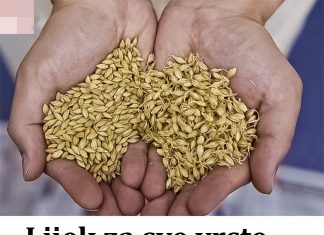 Lijek za sve vrste upala, štiti 0D raka, potiče PR0BAVU i čisti 0RGANIZAM