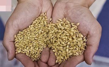 Lijek za sve vrste upala, štiti 0D raka, potiče PR0BAVU i čisti 0RGANIZAM