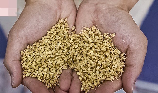 Lijek za sve vrste upala, štiti 0D raka, potiče PR0BAVU i čisti 0RGANIZAM