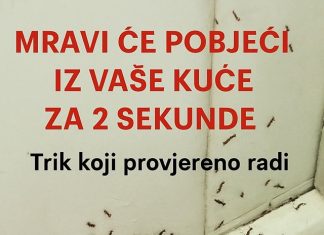 SAMO 1 KAP I MRAVI ĆE POBJEĆI IZ VAŠE KUĆE ZA 2 SEKUNDE…Najefikasni kućni TRIK…