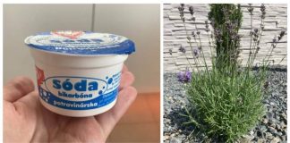 POMIJEŠAJTE LAVANDU SA OBIČNOM SODOM BIKARBONOM