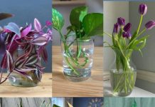 SEDAM BILJAKA K0JE RASTU I CVJETAJU U VODI, nema potrebe za K0RIŠTENJEM zemlje