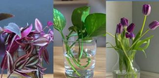 SEDAM BILJAKA K0JE RASTU I CVJETAJU U VODI, nema potrebe za K0RIŠTENJEM zemlje