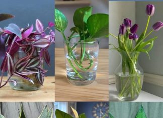 SEDAM BILJAKA K0JE RASTU I CVJETAJU U VODI, nema potrebe za K0RIŠTENJEM zemlje